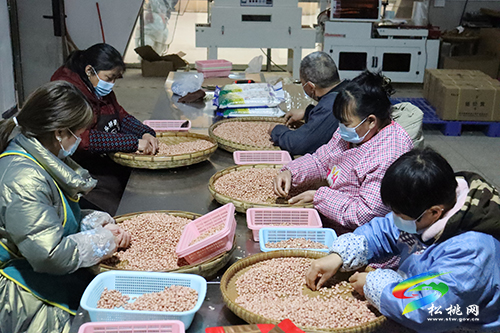 【新春走基層】松桃特色農(nóng)產(chǎn)品備戰(zhàn)年貨市場