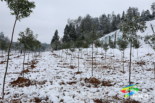 松桃開展2022年全民義務(wù)植樹活動