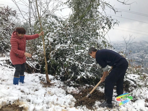 新年添新綠|孟溪鎮(zhèn)開展新春義務(wù)植樹活動(dòng)
