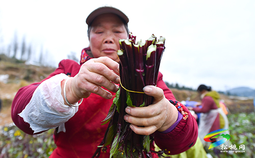 【新春走基層】松桃：紅菜薹采收忙　保障市場(chǎng)供應(yīng)