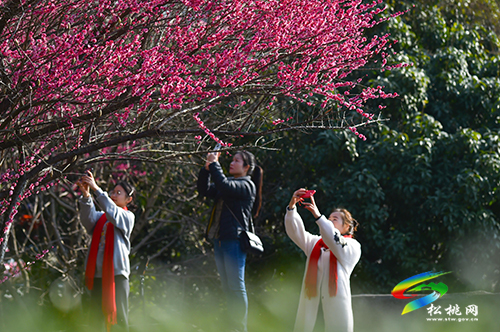 【網(wǎng)絡(luò)中國(guó)節(jié)·元宵】春光無(wú)限好賞“梅”正當(dāng)時(shí)