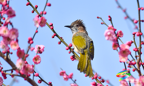 【網(wǎng)絡(luò)中國(guó)節(jié)·元宵】春光無(wú)限好賞“梅”正當(dāng)時(shí)