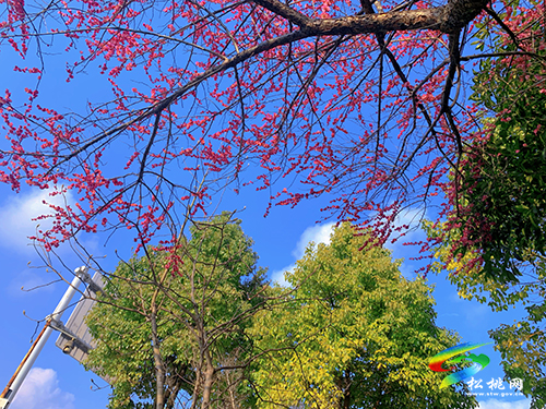 【網(wǎng)絡(luò)中國(guó)節(jié)·元宵】春光無(wú)限好賞“梅”正當(dāng)時(shí)