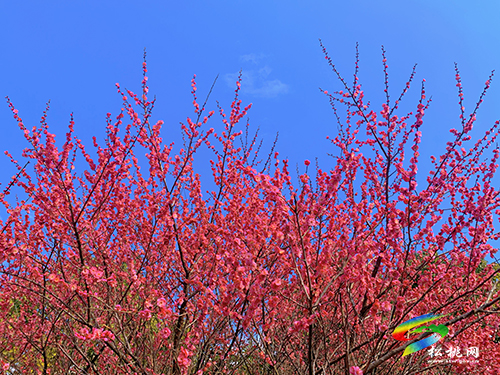 【網(wǎng)絡(luò)中國(guó)節(jié)·元宵】春光無(wú)限好賞“梅”正當(dāng)時(shí)