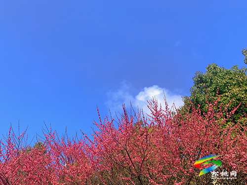【網(wǎng)絡(luò)中國(guó)節(jié)·元宵】春光無(wú)限好賞“梅”正當(dāng)時(shí)