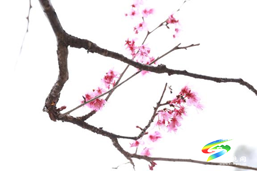 松桃：萬物蘇“醒”報春信