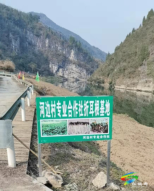木樹(shù)鎮(zhèn)：小小折耳根 拓寬致富路