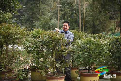 松桃：珍稀植物“種”出致富路