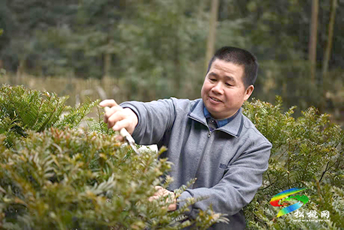 松桃：珍稀植物“種”出致富路