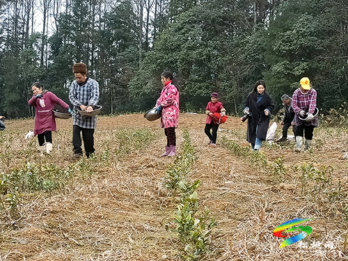 普覺鎮(zhèn)：茶葉管護(hù)忙　茶香四溢助增收