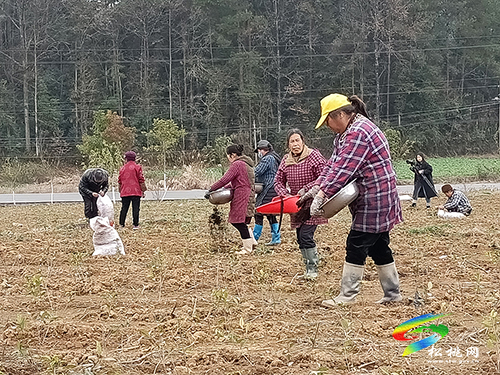 普覺鎮(zhèn)：茶葉管護(hù)忙　茶香四溢助增收