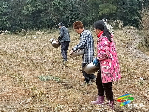 普覺鎮(zhèn)：茶葉管護(hù)忙　茶香四溢助增收