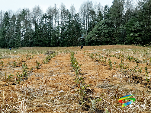 普覺鎮(zhèn)：茶葉管護(hù)忙　茶香四溢助增收