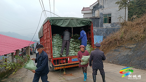 長興堡鎮(zhèn):油茶補植正當時