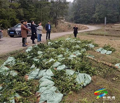 長興堡鎮(zhèn):油茶補植正當時