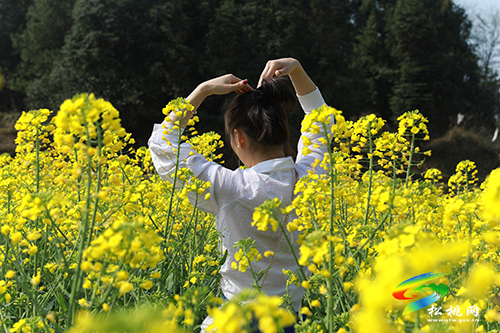 “醉”美花海  待你而來