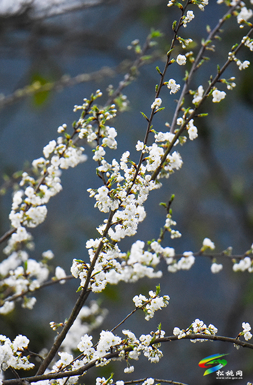 春天來(lái)咯，賞花正當(dāng)時(shí)，一起徜徉在春天里吧