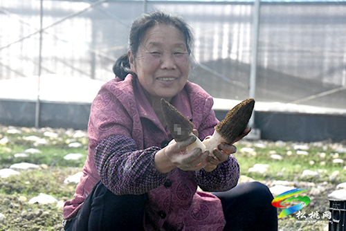 孟溪鎮(zhèn):羊肚菌喜獲豐收　村民采摘忙