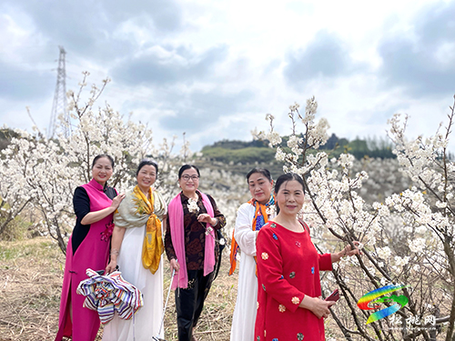 盤信鎮(zhèn)：萬(wàn)畝櫻花盛開(kāi)　吸引游客賞花踏青