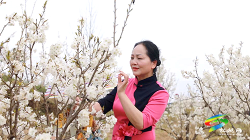 盤信鎮(zhèn)：萬(wàn)畝櫻花盛開(kāi)　吸引游客賞花踏青