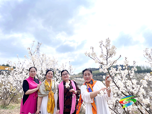 盤信鎮(zhèn)：萬(wàn)畝櫻花盛開(kāi)　吸引游客賞花踏青