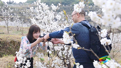 盤信鎮(zhèn)：萬(wàn)畝櫻花盛開(kāi)　吸引游客賞花踏青