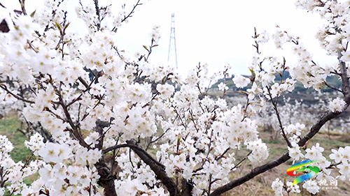 盤信鎮(zhèn)：萬(wàn)畝櫻花盛開(kāi)　吸引游客賞花踏青