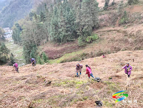 普覺千畝油茶管護(hù)忙　助民增收有保障