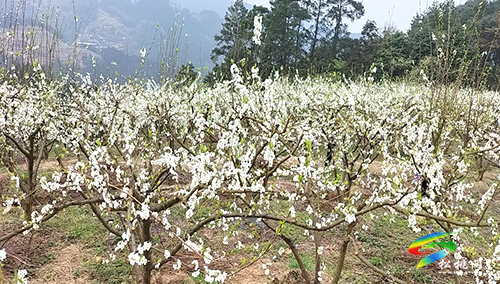 沙壩河鄉(xiāng)：千畝李花繪春色 春風拂面產業(yè)興