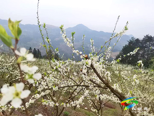 沙壩河鄉(xiāng)：千畝李花繪春色 春風拂面產業(yè)興