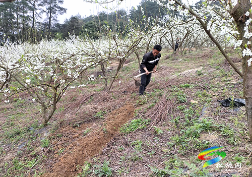 沙壩河鄉(xiāng)：千畝李花繪春色 春風拂面產業(yè)興