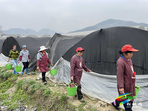 大路鎮(zhèn)：人勤春來早 農(nóng)人春收忙