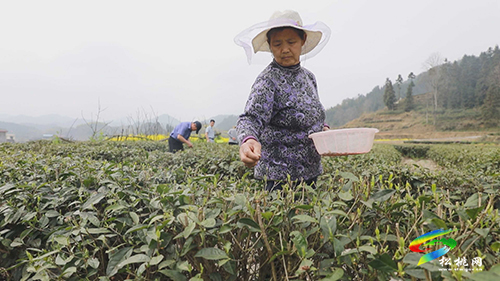 大路鎮(zhèn)：人勤春來早 農(nóng)人春收忙