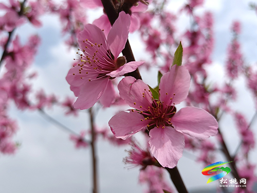 ​孟溪鎮(zhèn)：千畝桃李花開 ，絕美花海等你來