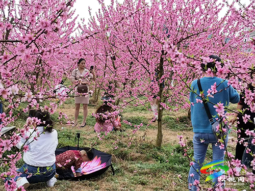 ​孟溪鎮(zhèn)：千畝桃李花開 ，絕美花海等你來