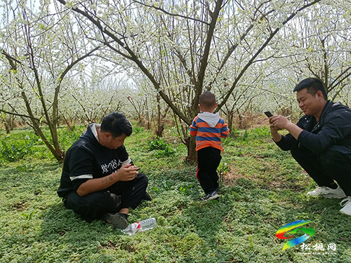 ​孟溪鎮(zhèn)：千畝桃李花開 ，絕美花海等你來