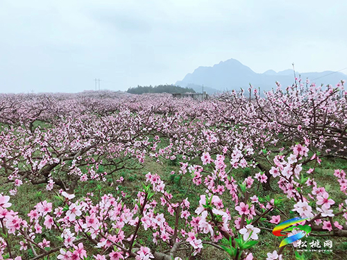 ​孟溪鎮(zhèn)：千畝桃李花開 ，絕美花海等你來