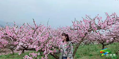 ​孟溪鎮(zhèn)：千畝桃李花開 ，絕美花海等你來