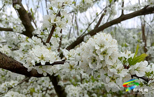 ​孟溪鎮(zhèn)：千畝桃李花開 ，絕美花海等你來