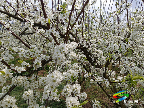 ​孟溪鎮(zhèn)：千畝桃李花開 ，絕美花海等你來