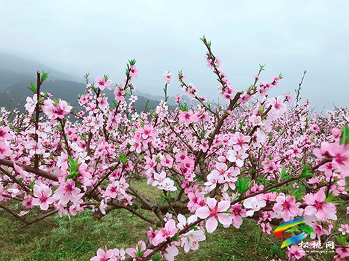 ​孟溪鎮(zhèn)：千畝桃李花開 ，絕美花海等你來