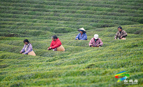 春分至　普覺茶園采茶忙