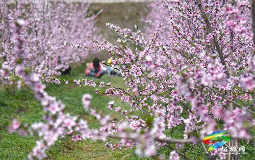 松桃：陽春三月賞桃花 農(nóng)旅融合助增收