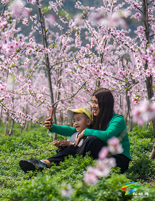 松桃：陽春三月賞桃花 農(nóng)旅融合助增收