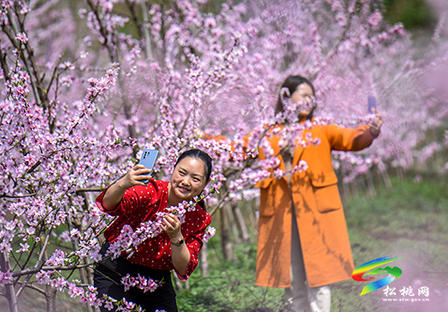 松桃：陽春三月賞桃花 農(nóng)旅融合助增收