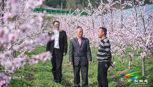 松桃：陽春三月賞桃花 農(nóng)旅融合助增收