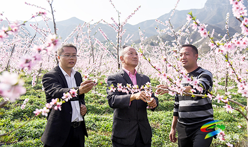 松桃：陽春三月賞桃花 農(nóng)旅融合助增收