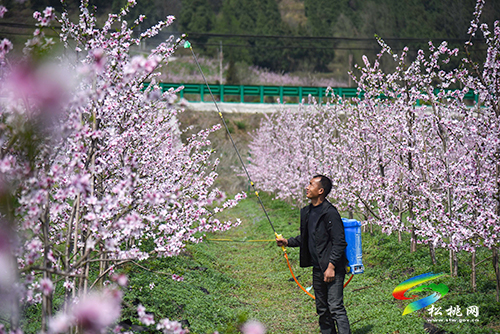 松桃：陽春三月賞桃花 農(nóng)旅融合助增收