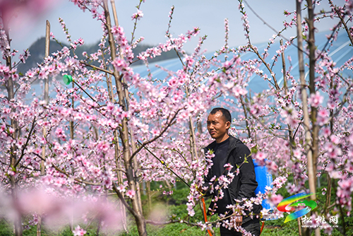 松桃：陽春三月賞桃花 農(nóng)旅融合助增收