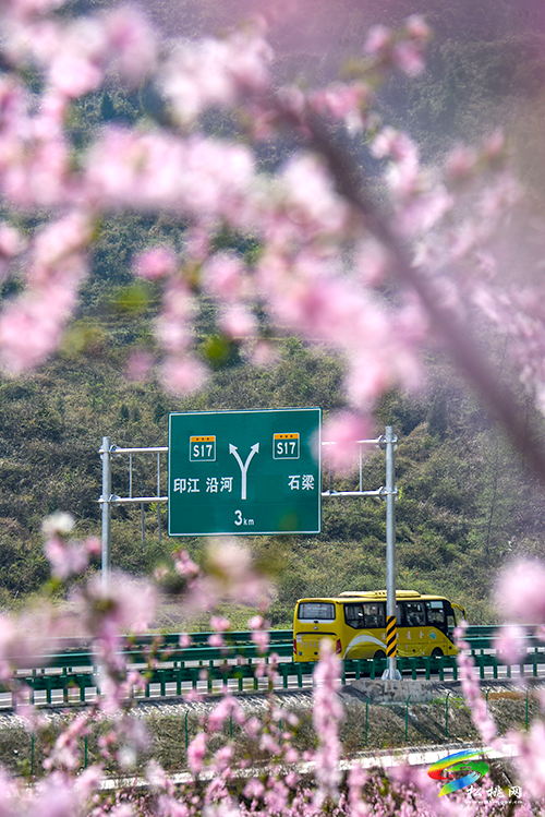 松桃：陽春三月賞桃花 農(nóng)旅融合助增收